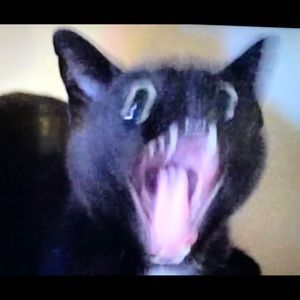 Meet your Posher, Owen